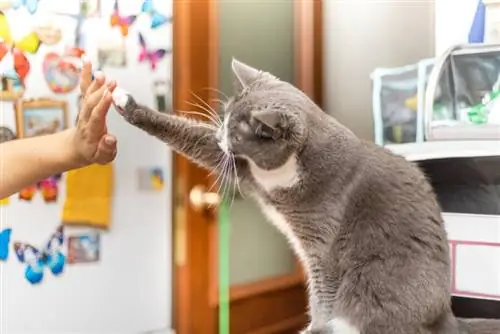 le chat donne une patte à son propriétaire