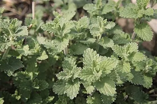 rastliny catnip vonkajšie