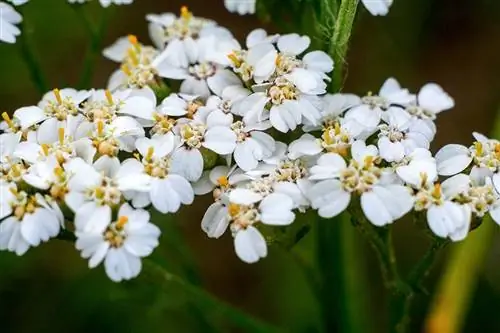 hoa yarrow