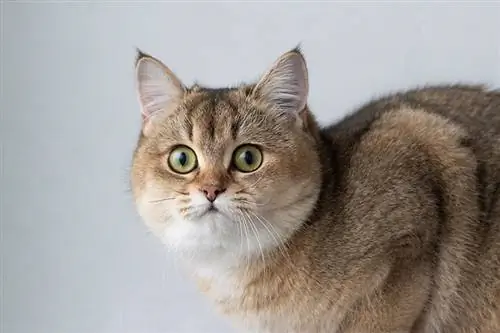 May berdeng mata na Golden Chinchilla British Shorthair na pusa sa malapitan