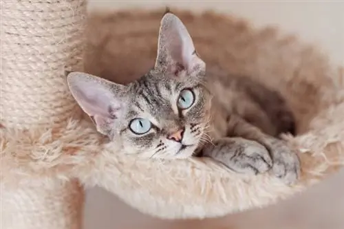 un gato devon rex de ojos azules en un árbol para gatos