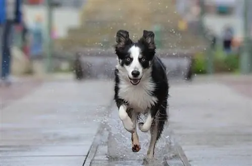 Border collie springer på gatorna