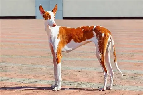 Ibizan Hound poseert elegant tegen de achtergrond van een stadsplein