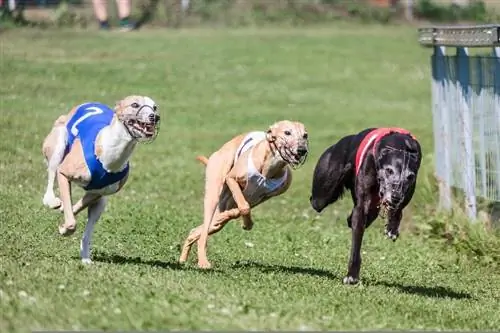 kolme whippet-koiraa juoksemassa ulkona