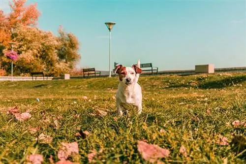 jack russell terrier al parco per cani