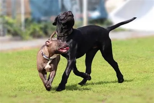 twee cane corso italiano spelen in het park