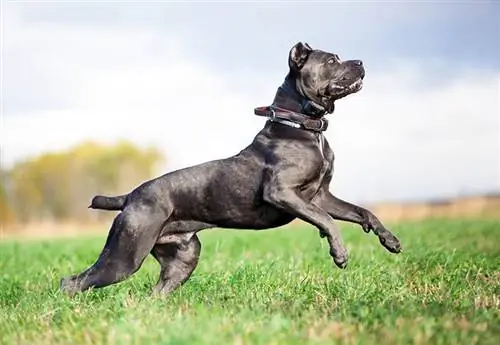 cane corso springt