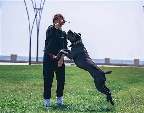 žena trénuje cane corso