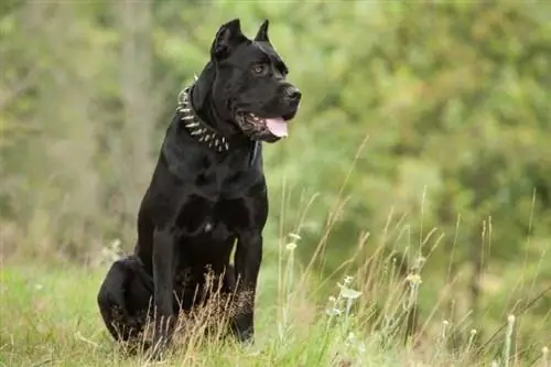 cane corso zittend op het gras