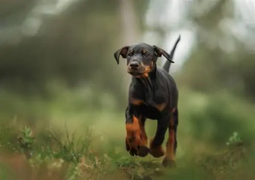 Dobermano šuniukas vaikšto lauke