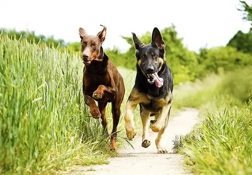 doberman en Duitse herder hardloop