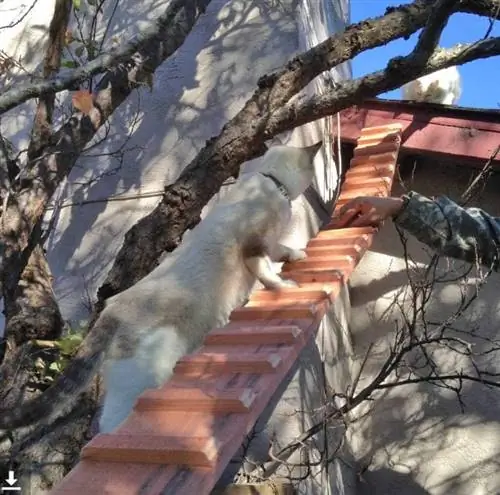 DIY lestev za mačje klančine