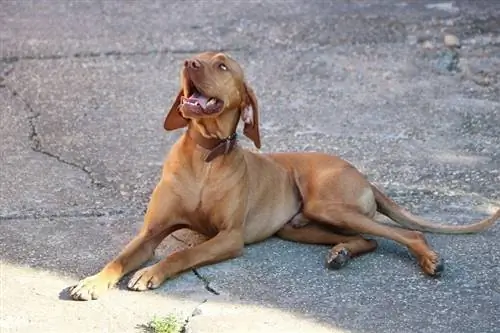 Vizsla terbaring di atas tanah sambil mendongak