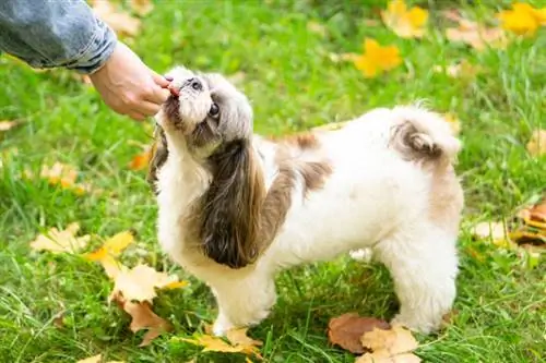 pemilik memberi hadiah kepada anjing shih tzu di luar rumah