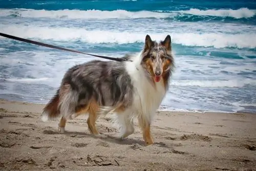 shetland skaaphond op die strand