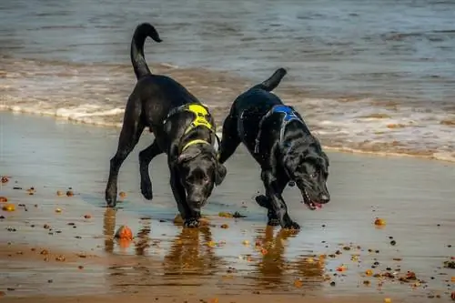 Er hunde tilladt på Laguna Beach? Hvad du behøver at vide