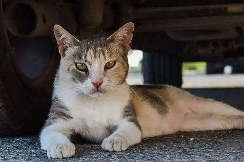 isang mabangis na pusa na nakahiga sa ilalim ng kotse