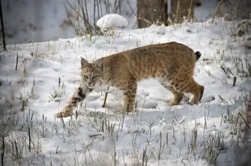 bobcat som forfølger byttedyr i Colorado