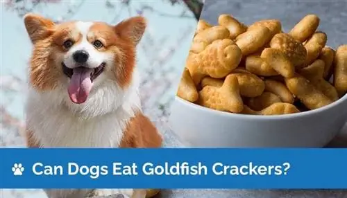 Maaari Bang Kumain ng Goldfish Cracker ang Mga Aso? Anong kailangan mong malaman