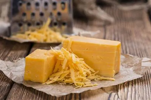 Cheddar አይብ