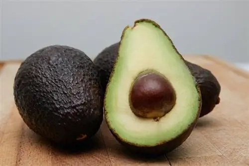 Guinea npua tuaj yeem noj avocado? Nutrition Facts & FAQ