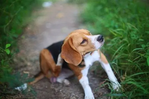 Beagle hond lichaam krabben op groen gras buiten in de tuin