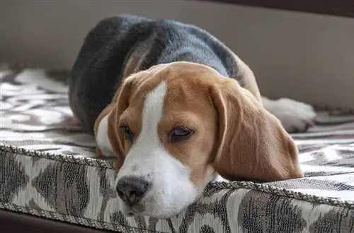 Zieke Beagle