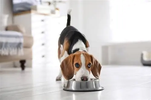 een schattige Beagle-puppy die thuis eet