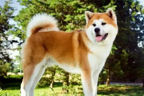 Chó Akitas có phải là giống chó tốt cho gia đình không? Tính khí, khả năng huấn luyện & Thêm