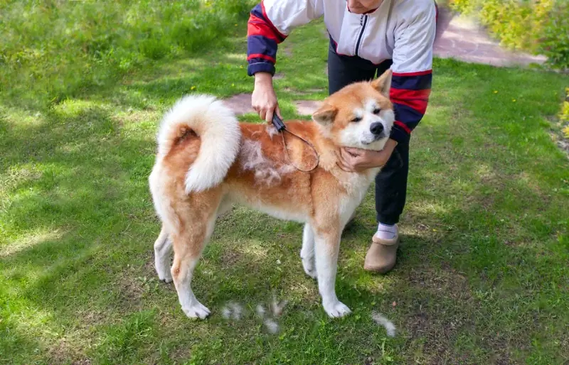 nő akita inu kutya bundáját súrolja