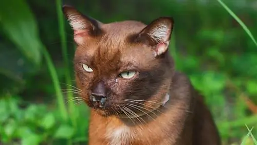 chat marron avec le nez qui coule