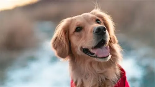 close up golden retriever