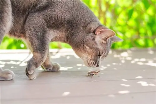 Adakah Kucing Makan Pepijat & Serangga? Adakah Ia Sihat untuk Mereka? (Jawapan Doktor haiwan)