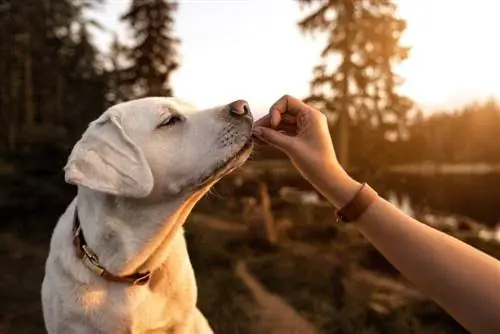 perro comiendo