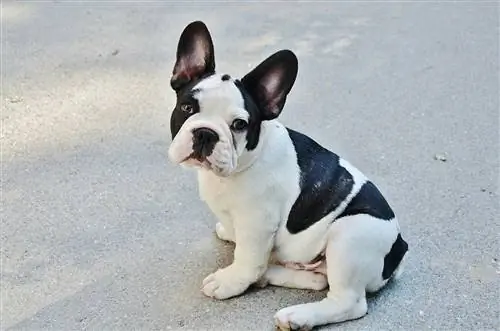 French bulldog