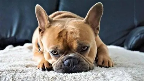 Bouledogue français couché