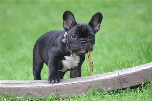 Chiot bouledogue français