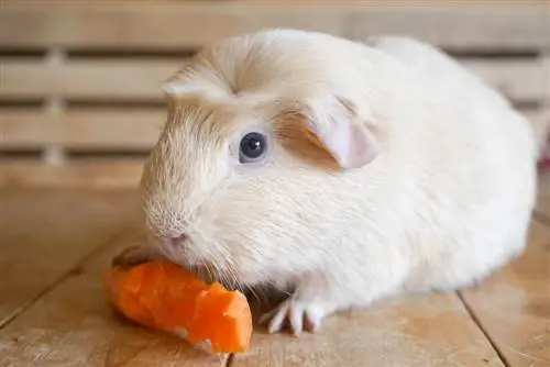 Conejillo de indias comiendo una zanahoria