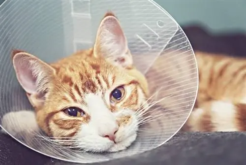 gato naranja con cono veterinario