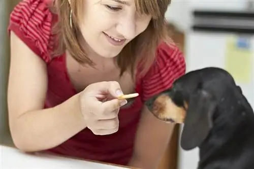 Jonge dame geeft haar zwarte teckelhond een traktatie