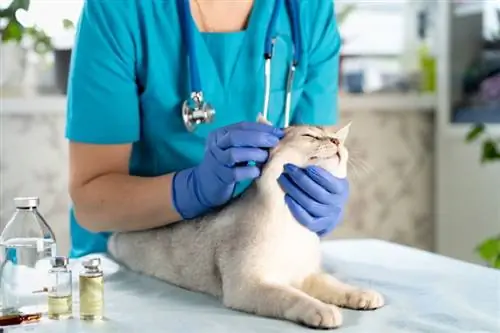 Kako veterinari liječe ušne grinje kod mačaka? Učenje od stručnjaka (odgovor veterinara)