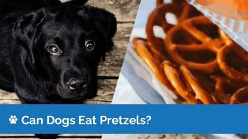 Kan honde pretzels eet? Wat jy moet weet