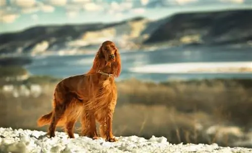 setter irlandese in montagna