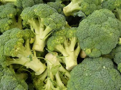 Kan marsvin spise broccoli? Dyrlægegodkendte fakta, fordele & Ulemper