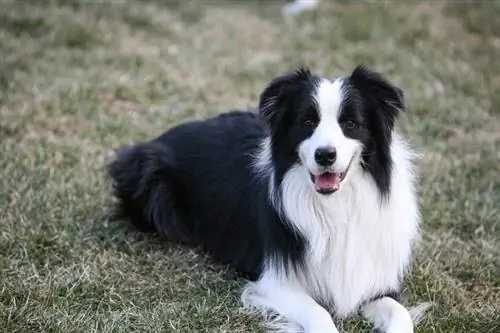 collie