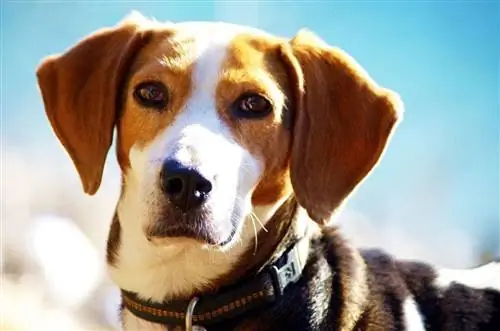 beagle mutató