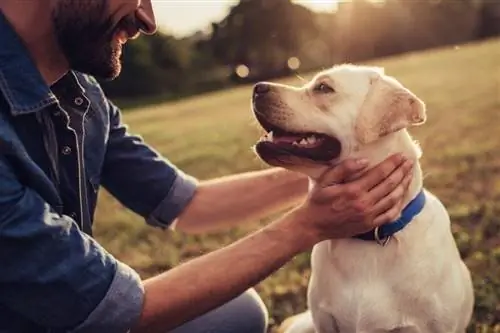 10 drošas suņu šķirnes, kurām ir vismazākā koduma iespējamība (ar attēliem)