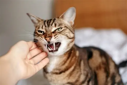 ejer, der klapper en hvæsende vred tabby kat