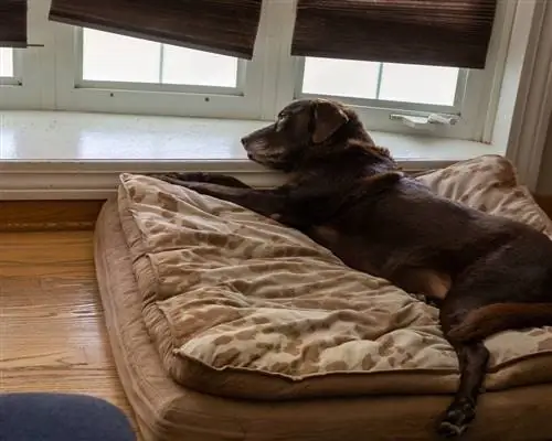 orthopedic dog bed