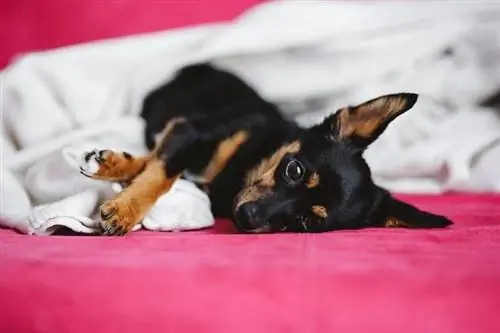 Anjing di tempat tidur merah